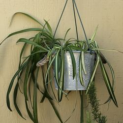 Hanging Spider Plant