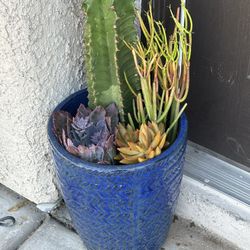 Live Succulents Plants 🪴 