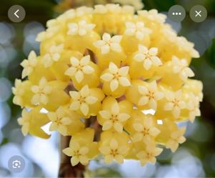4” hoya vitellinoides ( first pic is example of the flower)