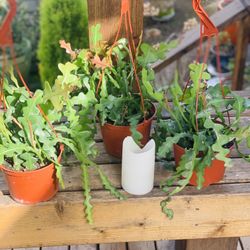 Price Is Each—live indoor Fishbone (Ric Rac) cactus plant in a plastic nursery planter pot—firm price 