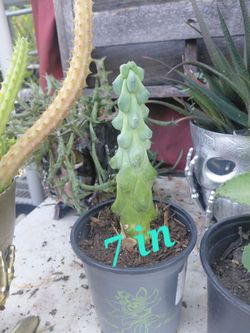 Bobby Cactus