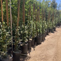 5 Gallon Size- Jasmine Plants- Bottlebrush Plants - Podocarpus Trees- Boxwood- Hibiscus- Bougainvillea- Ficus- Lavender- Honeysuckle- Rosemary- 