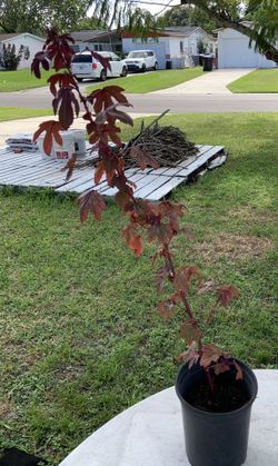 Roselle