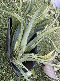 Aloe