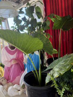 plantas de oreja de elefante en vallejo 