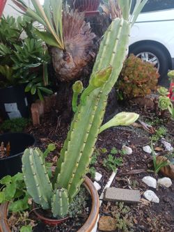 Cactus/Succulent SEE OTHER OFFERS