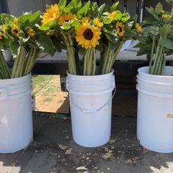 Beautiful Fresh Sunflowers For Mother’s Day Starting At 7dlls