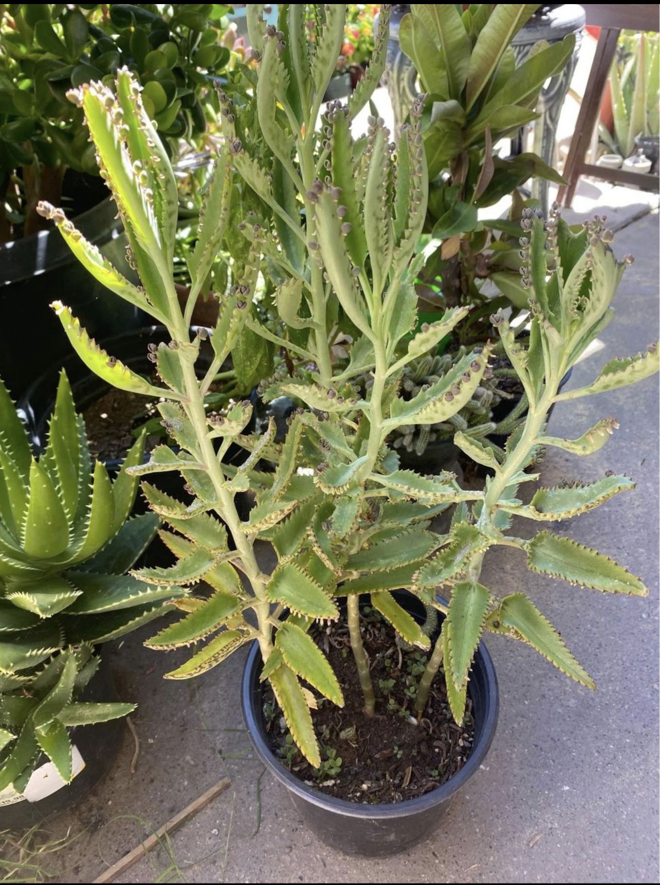 kalanchoe mother of thousands, alligator cactus plant