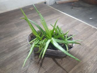 Aloe vera plants