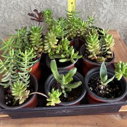 Various Fully Rooted Succulents 