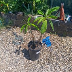 Flowers.
 tree plant