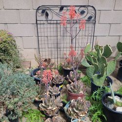 Savila De Jardin $8 Y $10 Cada Una 