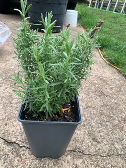 Lavender plant