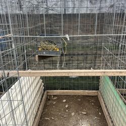 Rooster Cages 