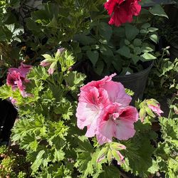Pelargonium geranios