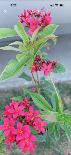 Red Jatropha Tree 🌺 cây hồng mai