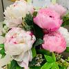 Prettyinpink_peony
