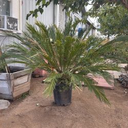Sago Palm