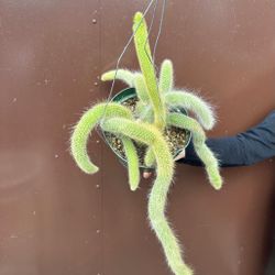 8” monkey tail cactus