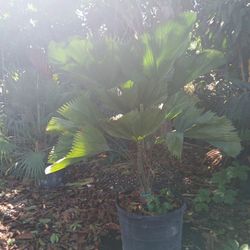 Licuala 🌴Exotic Palm $575🌴