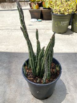 Pickle plant succulent