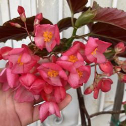 Begonia Lucerna Tall Shade Plant, With Red Flowers Is In 5 Gallóns Pot Pick Up Only