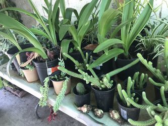 suculentos y amarilis