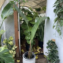 4ft huge leaf white bird of paradise, exact plant, new leaf sprouted; ceramic pot not included;95820. Now$40/reg.$60  Price Firm 