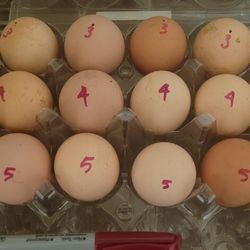 Fertile Chicken Eggs