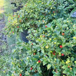 Fresh pepper 1 pound $15