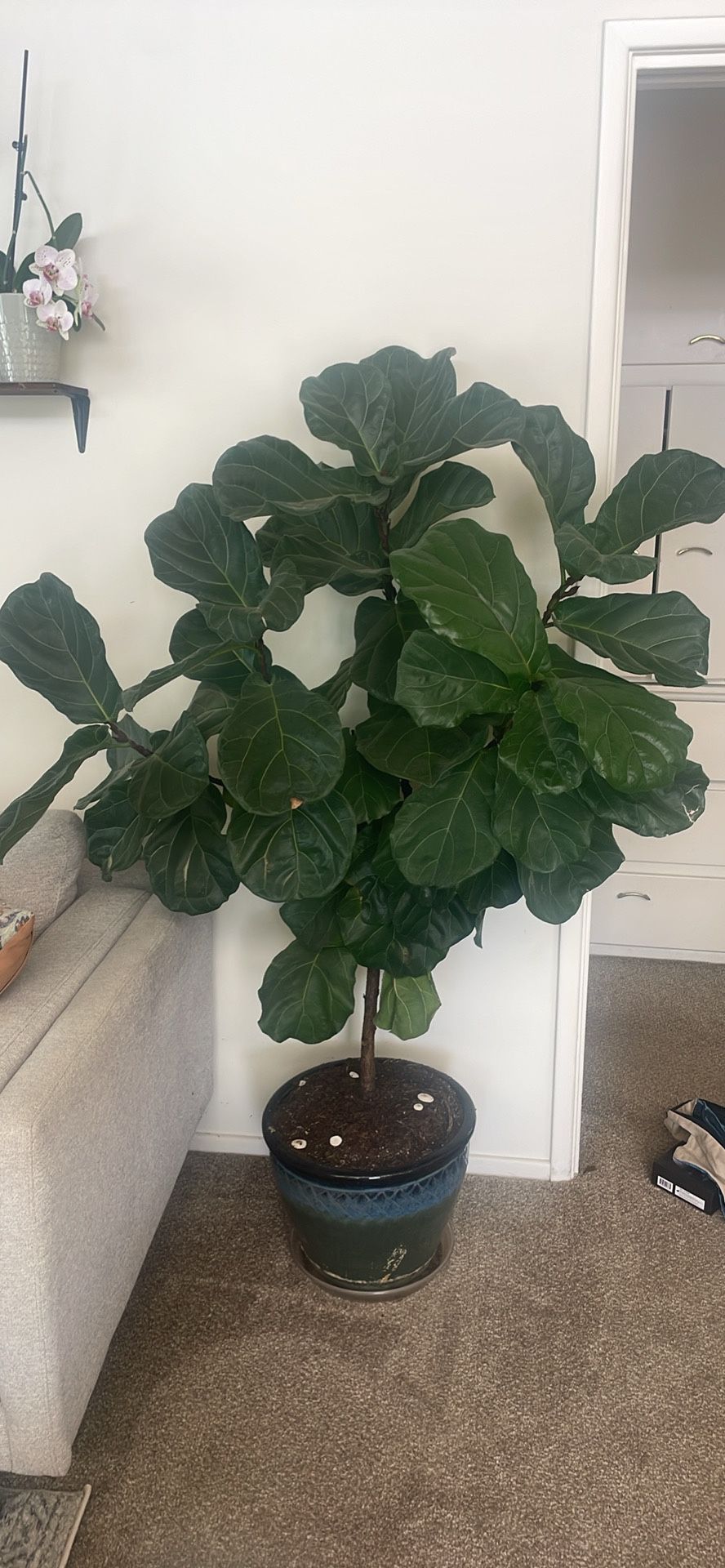 HUGE Fiddle Leaf / Fig Tree 