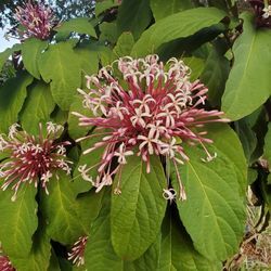 Clerodendrum Starburst 
