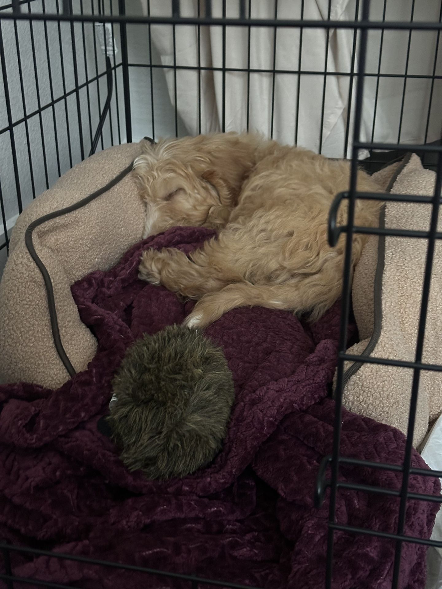 Purple Sheepadoodle Blanket And Supplies