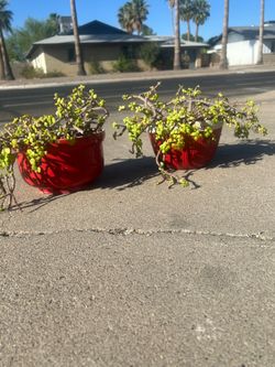 Red ceramic planter pot and succulent plant “elephant foot” Jade