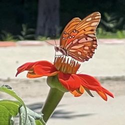 Mexican Sunflower Seeds. Spectacular Bright Flowers. Non GMO.