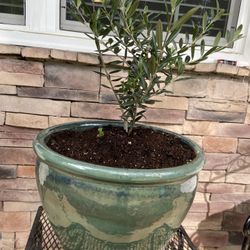 Planted Olive Tree In Green Ceramic Planter