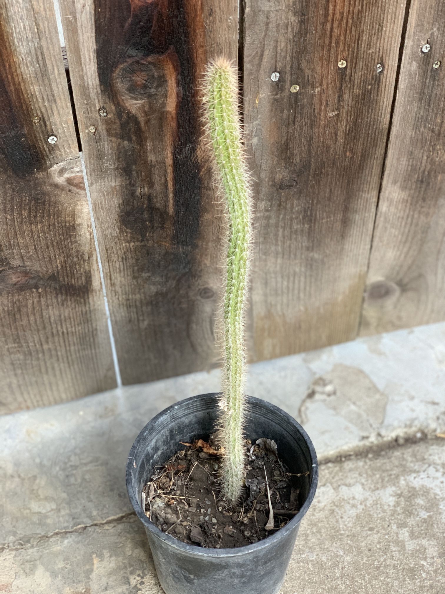 Golden Rats Tail Cactus Live Potted Plant in 1 Gallon Pot Cash only