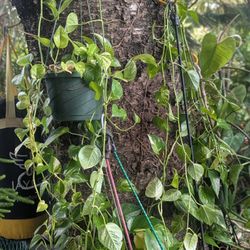 Hanging Potted Pothos Plants, Good Length Vines, Healthy. 1 For $40 2 For 75. 3 Total Available 