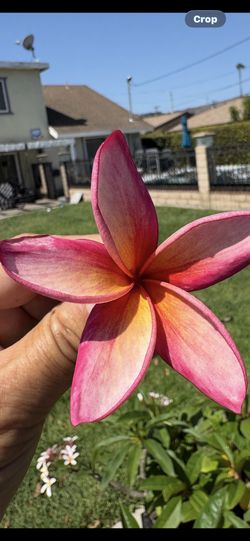 Plumeria Tree