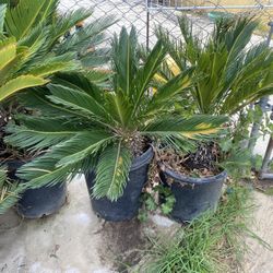Sago Palm Tree