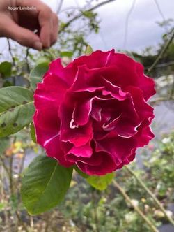 Rare European, Japan rose plants : Roger Lambelin