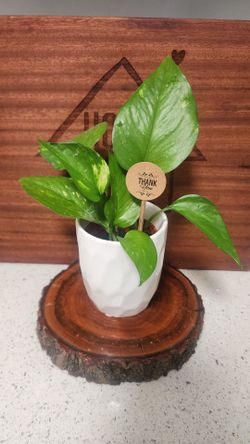 Pothos