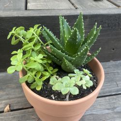 Potted Succulent Arrangement