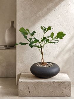 Bottleneck Cussonia Paniculata With Snowflake Shaped Leaves (Handmade Planter Included) #CP1 ‘Local LA Seller’