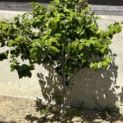 Free Plants 