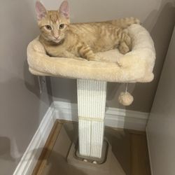 Scratching Post 