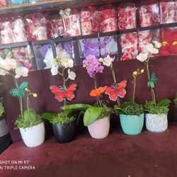 Rubys Flowers❤️❤️