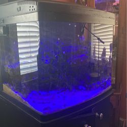 BIO Cube , Fish Tank 