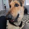 Xavier