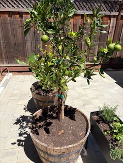 Citrus Tree in Half Wine Barrel Planter
